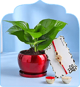 Rakhi with Plants